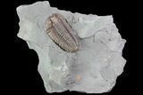 Large, , Prone Flexicalymene Trilobite - Ohio #84590-1